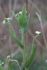 Caperonia cordata