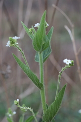 Caperonia cordata