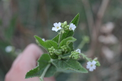 Caperonia cordata