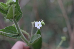 Caperonia cordata