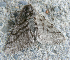 Lycia ursaria