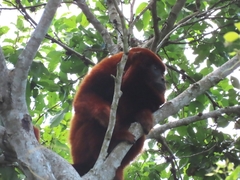 Alouatta sara