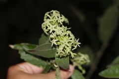 Cestrum strigilatum
