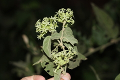 Cestrum strigilatum