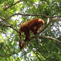 Alouatta sara