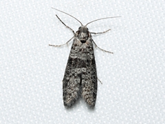Lepidoscia annosella