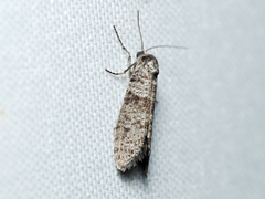 Lepidoscia annosella