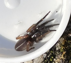 Corinnoidea