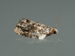 Acroceuthes metaxanthana
