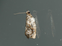 Acroceuthes metaxanthana
