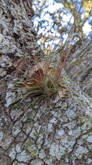 Tillandsia setacea