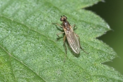 Lonchoptera bifurcata