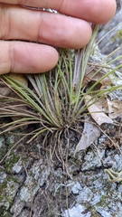 Tillandsia setacea