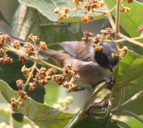 Psaltriparus minimus