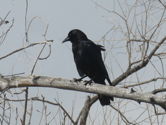 Corvus brachyrhynchos