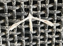Platyptilia celidotus