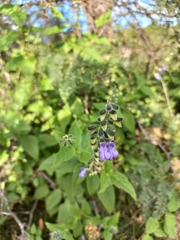 Salvia rypara