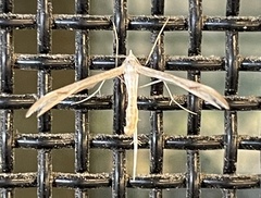Platyptilia celidotus