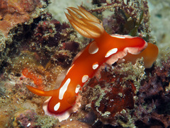 Hypselodoris babai
