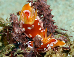 Hypselodoris babai
