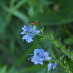 Veronica austriaca