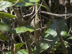 Hylophilus flavipes