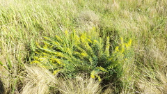 Poiretia tetraphylla