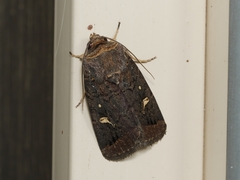 Proteuxoa hydraecioides