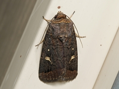 Proteuxoa hydraecioides