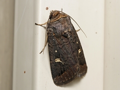 Proteuxoa hydraecioides