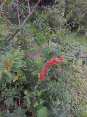 Salvia exserta