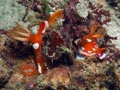 Hypselodoris babai