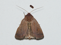 Proteuxoa porphyrescens