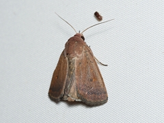 Proteuxoa porphyrescens