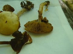 Kuehneromyces marginellus