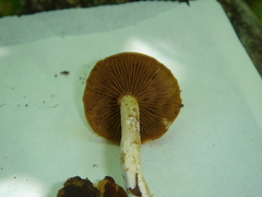 Kuehneromyces marginellus