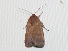 Proteuxoa porphyrescens