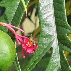 Halictidae