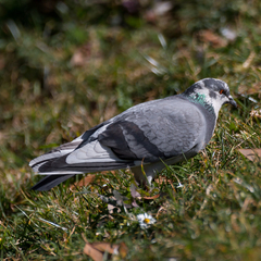 Columba livia domestica