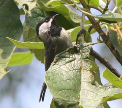 Poecile sclateri