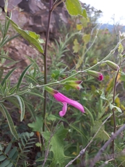 Salvia orbignaei