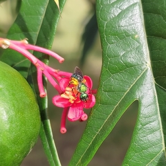 Halictidae