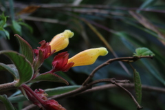 Columnea dielsii