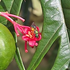 Halictidae