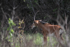 Hippotragus niger roosevelti