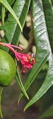 Halictidae
