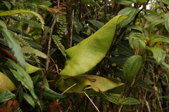 Elaphoglossum crinitum
