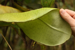 Elaphoglossum crinitum