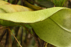 Elaphoglossum crinitum