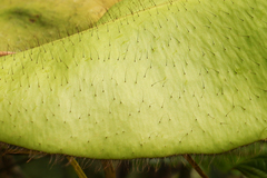 Elaphoglossum crinitum